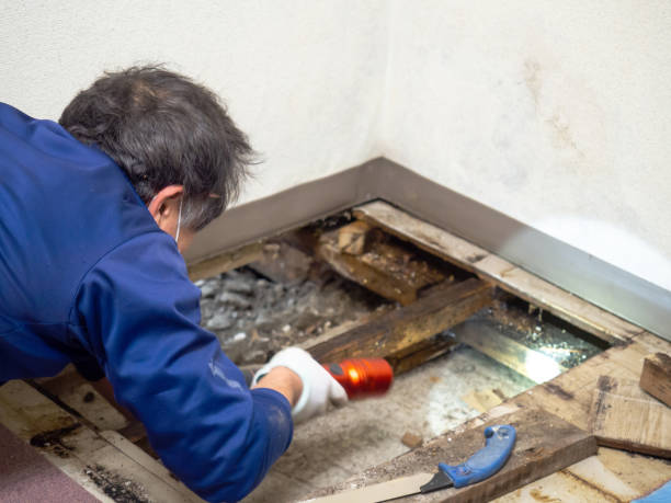 Best Mold Damage Repair  in Bosque Farms, NM